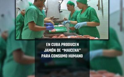 En Cuba producen jamón de “maicena” para consumo humano