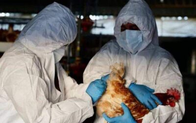 Detectan influenza aviar en 3 granjas de Aguascalientes