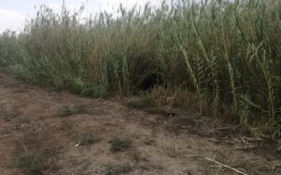 Investiga Fiscalía de Oaxaca, bajo protocolo de feminicidio, hallazgo de mujer sin vida en Zimatlán