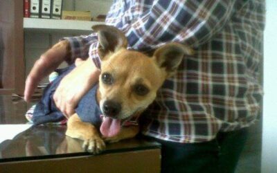 Invita veterinaria UABJO a inscribir a sus perritos en el CHIHUAFEST 2023