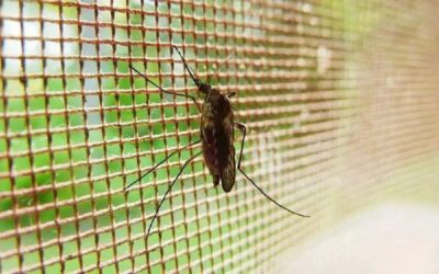 Los estados con más casos de dengue en México en 2023