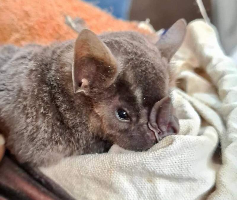Mascotas no convencionales en Veterinaria de la UABJO