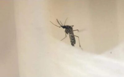 Dengue: Río de Janeiro se declara en “estado de emergencia” ante el aumento de casos