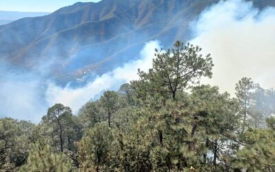 En lo que va del año han ocurrido 25 incendios forestales en Oaxaca