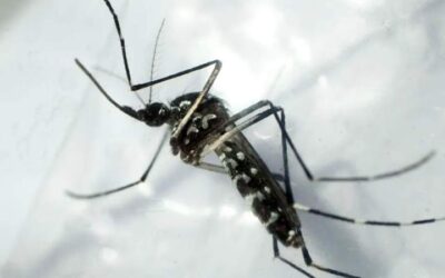 Preocupa a OMS brotes de dengue en Latinoamérica; México concentra alto índice de casos