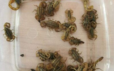 Pide SSO extremar medidas para prevenir la reproducción de alacranes en hogares