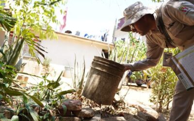 Oaxaca reporta 56 municipios con casos confirmados de dengue