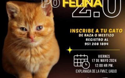 UABJO invita a la 2a Expo Felina