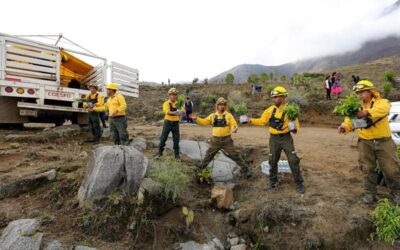 Arranca Jornada Estatal de Reforestación 2024 en San Lucas Quiaviní