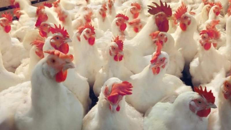 Hombre que murió por influenza aviar A-H5N2 tenía daño renal, diabetes e hipertensión: Ssa