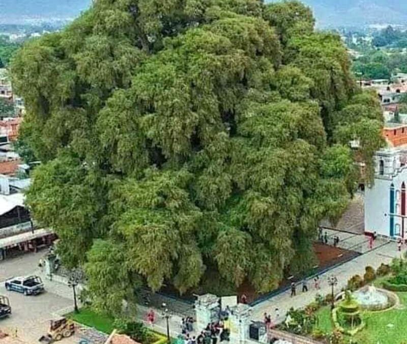 El Día del Árbol y el apóstol mexicano.