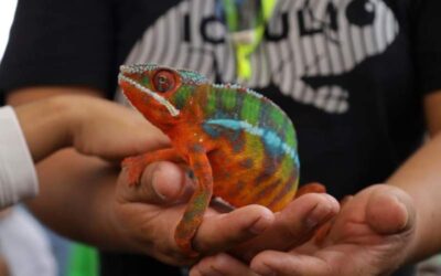 UABJO invita a feria de mascotas no convencionales