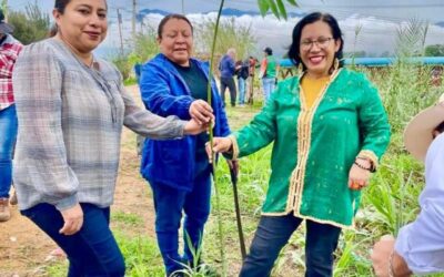 Dotará Municipio de abono y árboles para mitigar cambio climático