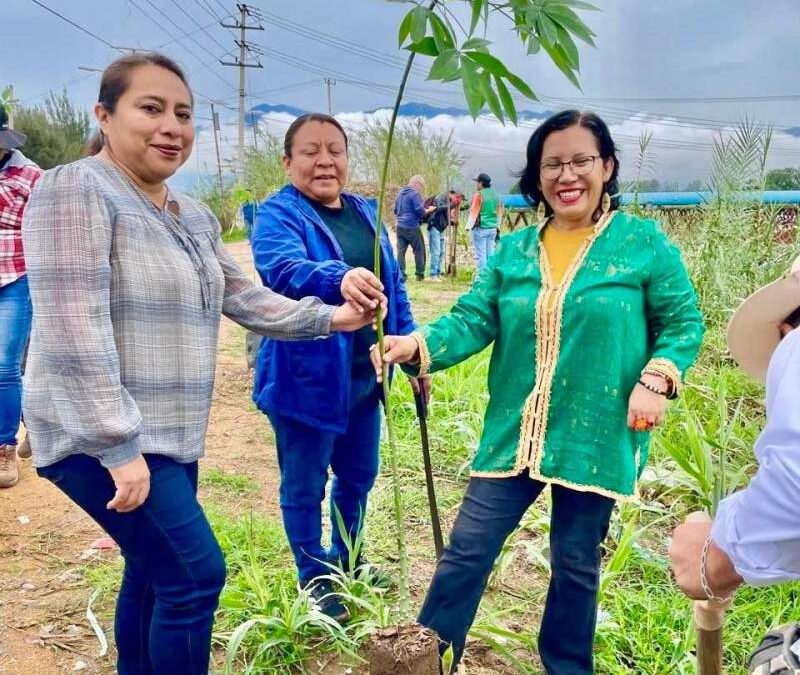 Dotará Municipio de abono y árboles para mitigar cambio climático