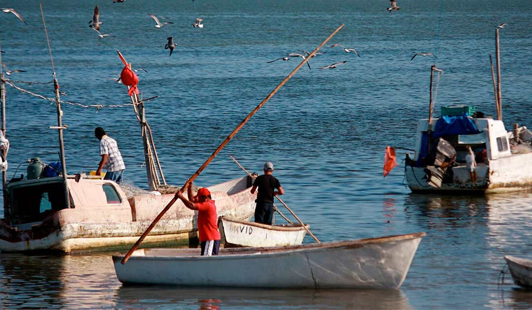 Ataca tiburón a pescador en Quintana Roo; escualo le mordió una pierna