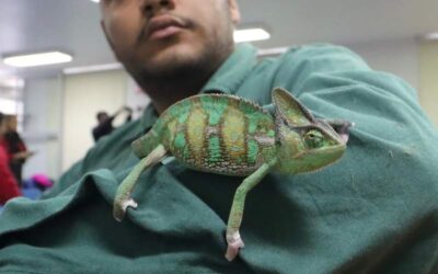 Visita la 3a. Feria de Mascotas no Convencionales en la UABJO