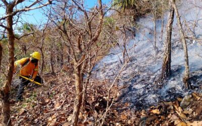 Atiende Gobierno de Oaxaca 7 incendios forestales en la entidad