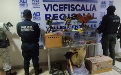 Fiscalía de Oaxaca encabeza cateo en el que rescatan aves exóticas y aseguran animales disecados en Santa Lucía del Camino