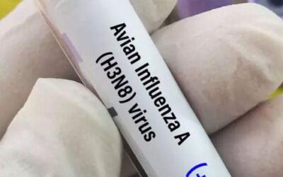 México confirma un primer caso humano de gripe aviar