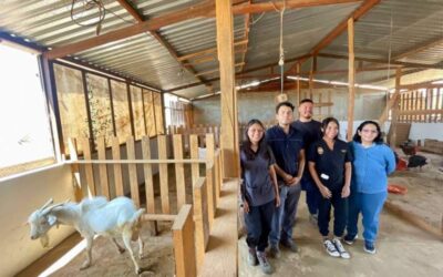 Investigadora UABJO apuesta por conservación de la cabra pastoreña, una raza pura de Oaxaca