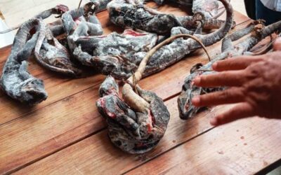 Profepa sanciona restaurante de Oaxaca por comercializar carne de iguana