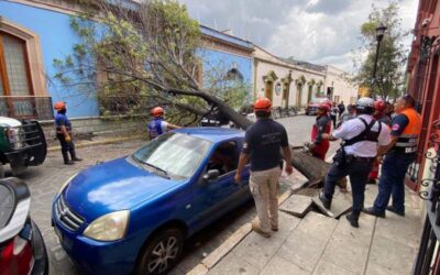Atiende Protección Civil Municipal retiro de árbol caído en el Centro Histórico
