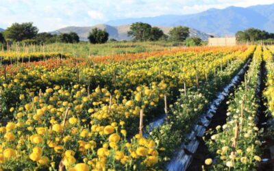 Los cultivos de flores en La Raya: un Pedacito del corazón de Xoxocotlán