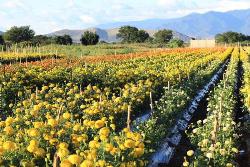 los-cultivos-de-flores-en-la-raya-un-pedacito-del-corazon-de-xoxocotlan
