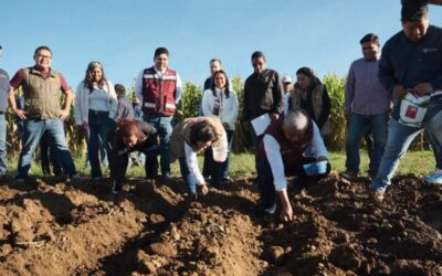 Oaxaca de Juárez da inicio a la siembra simbólica de rábanos rumbo a la Noche de Rábanos 2025