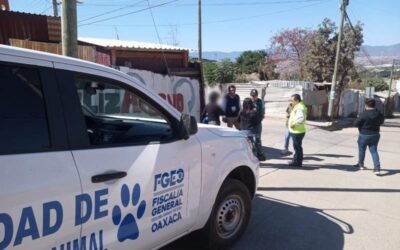 Fiscalía de Oaxaca y Municipio Capitalino rescatan a dos perros de maltrato, estaban en una azotea en Pueblo Nuevo