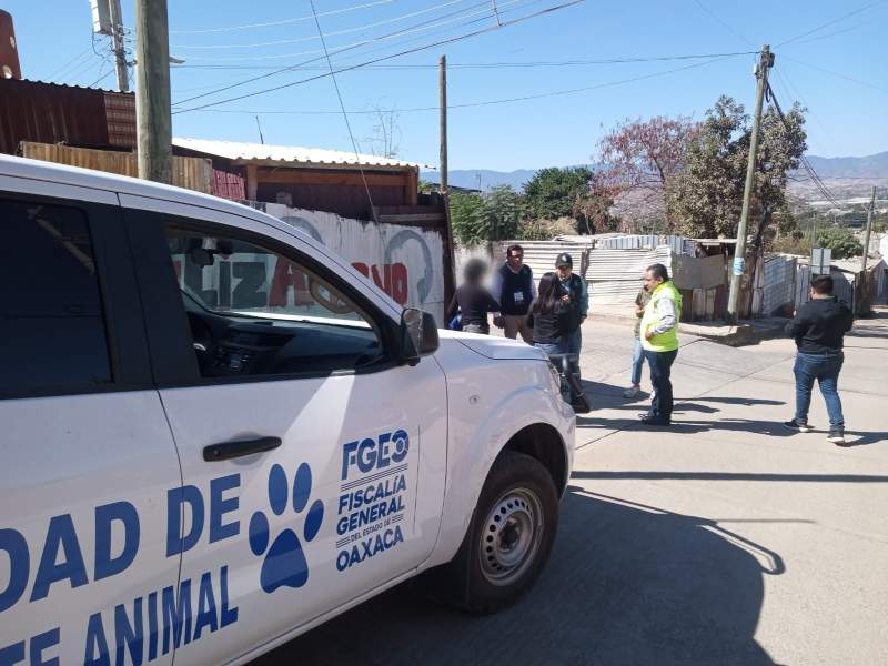 fiscalia-de-oaxaca-y-municipio-capitalino-rescatan-a-dos-perros-de-maltrato-estaban-en-una-azotea-en-pueblo-nuevo