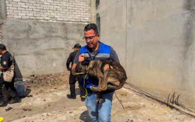 Fiscalía de Oaxaca realiza cateo para rescatar a dos perritos en situación de abandono, los dejaron encerrados en una casa deshabitada