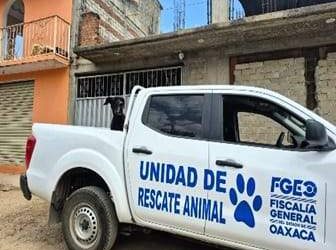 Por maltrato animal, Fiscalía de Oaxaca rescata a Roco, perro que estaba en la azotea de una vivienda, presentaba cuadro agudo de desnutrición