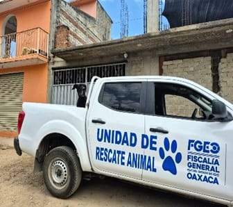 Por maltrato animal, Fiscalía de Oaxaca rescata a Roco, perro que estaba en la azotea de una vivienda, presentaba cuadro agudo de desnutrición