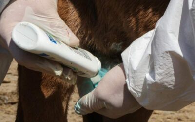 Se suma Xoxocotlán a campaña preventiva contra el gusano barrenador