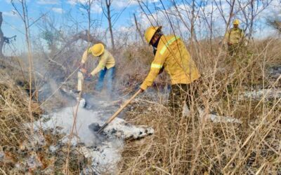 Mantiene Coesfo atención a incendios forestales y de pastizales en las ocho regiones de Oaxaca
