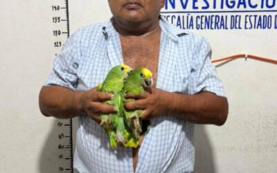 Asegura la Fiscalía de Oaxaca aves exóticas, un vehículo y presuntas dosis de droga; una persona detenida en Ocotlán de Morelos.