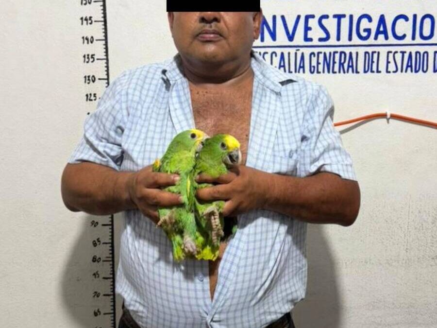 Asegura la Fiscalía de Oaxaca aves exóticas, un vehículo y presuntas dosis de droga; una persona detenida en Ocotlán de Morelos.