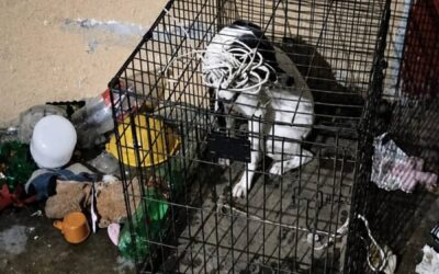 Fiscalía de Oaxaca rescata a dos perros tras denuncia por maltrato animal en la capital