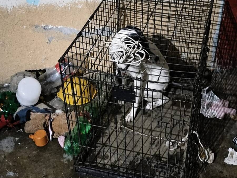Fiscalía de Oaxaca rescata a dos perros tras denuncia por maltrato animal en la capital