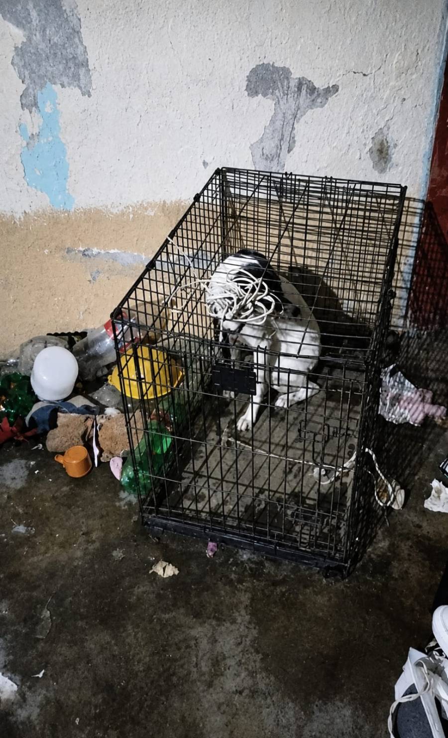 fiscalia-de-oaxaca-rescata-a-dos-perros-tras-denuncia-por-maltrato-animal-en-la-capital-6a0e0d5fc9861