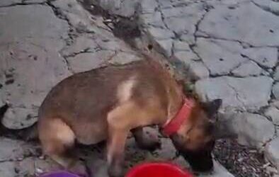 Fiscalía General del Estado de Oaxaca informa sobre la situación de tres caninos en el centro de la capital.