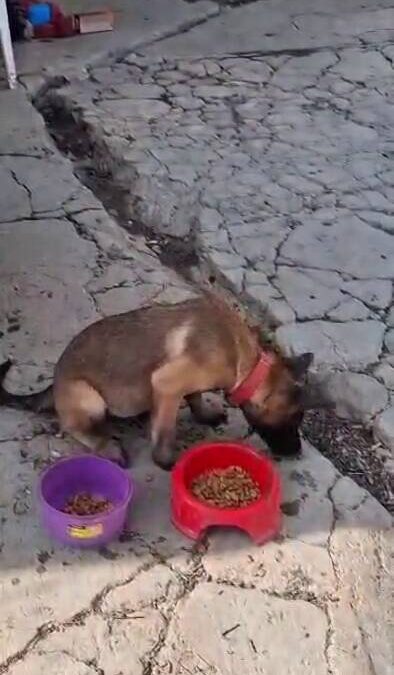 Fiscalía General del Estado de Oaxaca informa sobre la situación de tres caninos en el centro de la capital.