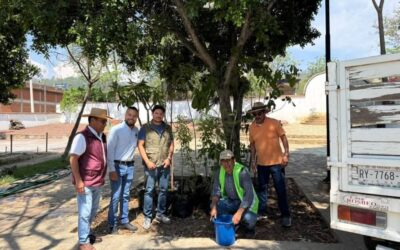 Realizan acciones de identificación y atención de árboles con muérdago en el Barrio de Xochimilco
