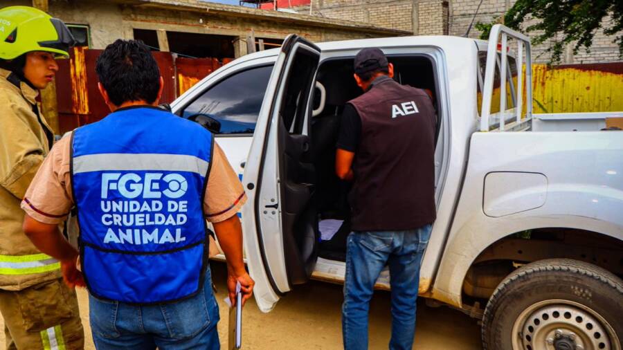 Atiende Fiscalía de Oaxaca caso de maltrato animal en San Antonio de la Cal y asegura a un yaguarundí en cautiverio