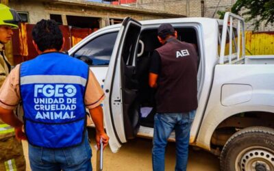Atiende Fiscalía de Oaxaca caso de maltrato animal en San Antonio de la Cal y asegura a un yaguarundí en cautiverio