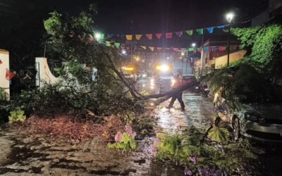 Dirección de Protección Civil de Oaxaca atiende caída de árbol próximo a la iglesia de Xochimilco