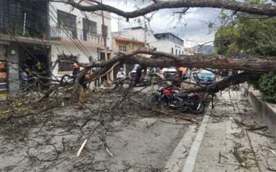 Protección Civil de Oaxaca de Juárez atiende reporte de árboles caídos