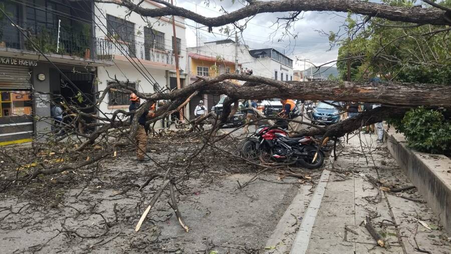 proteccion-civil-de-oaxaca-de-juarez-atiende-reporte-de-arboles-caidos-6a3438dd2310f