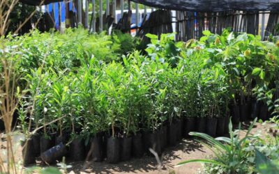 Recibe Xoxocotlán árboles para impulsar la reforestación urbana